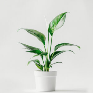HOUSE PLANT